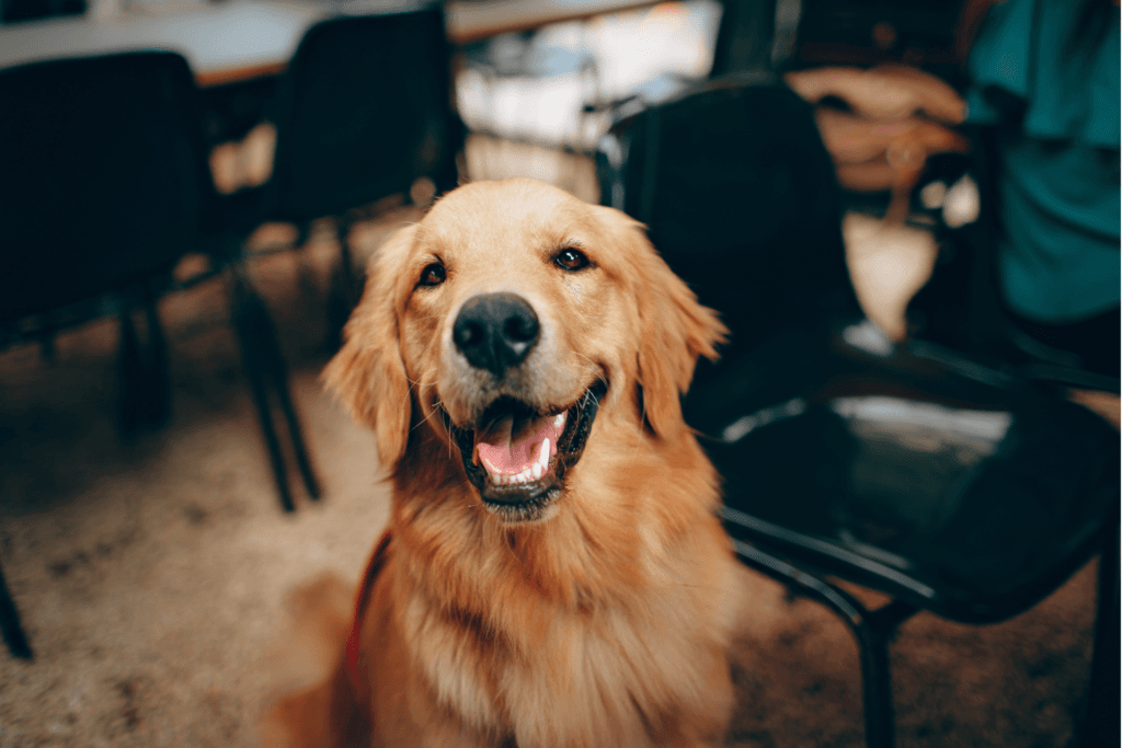 Cuidador de perros: guía para que tu mascota sea feliz mientras viajas